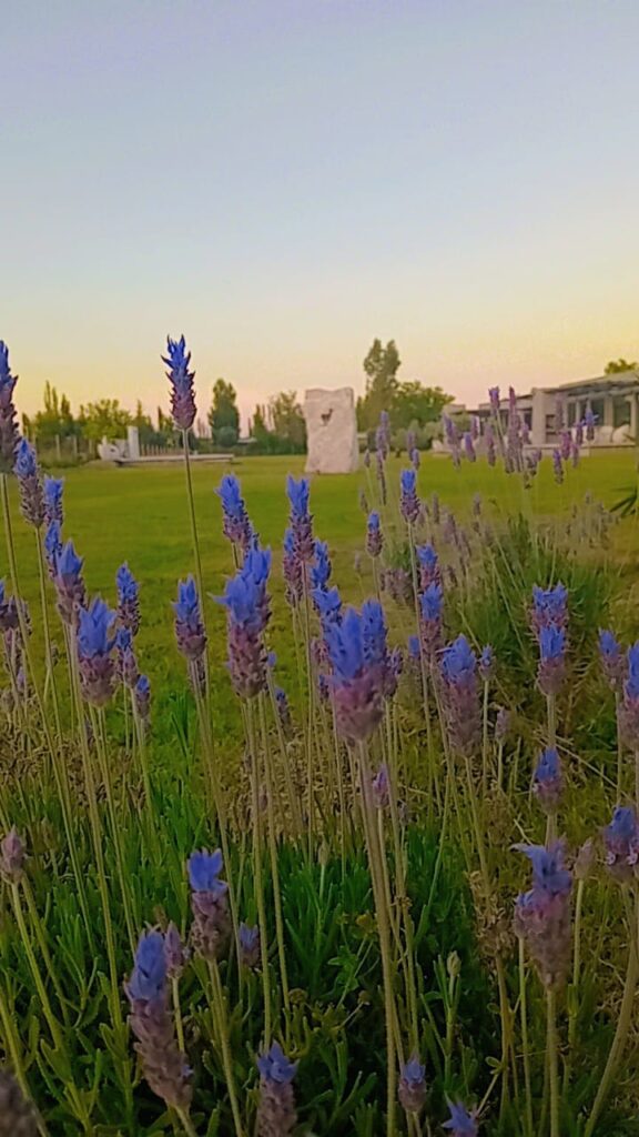 WhatsApp Image 2025-01-08 at 09.15.22